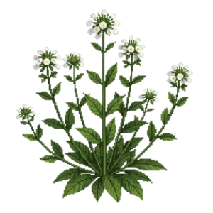 Illustration of Virginia Mountain Mint