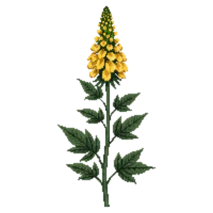 Illustration of Yellow Coneflower