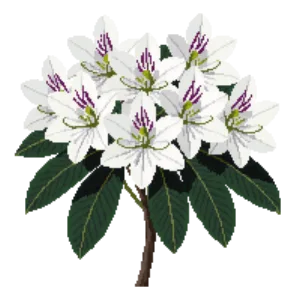 Illustration of Rhododendron 'Cunningham's White'