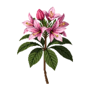 Illustration of Azalea 'Girard's Fuchsia'