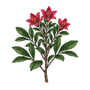 Illustration of Rhododendron 'Nova Zembla'