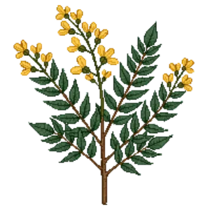 Illustration of Fragrant Sumac 'Gro-Low'