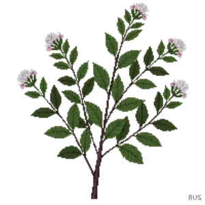 Illustration of Sugar Bush