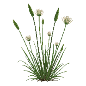 Illustration of Starrush Whitetop
