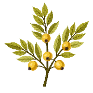 Illustration of Golden Currant