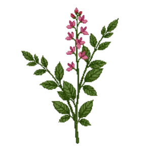 Illustration of Chaparral Currant