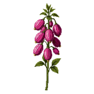 Illustration of Flowering Currant 'King Edward VII'