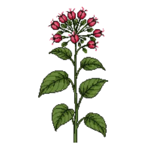 Illustration of Fuchsia-Flowering Gooseberry