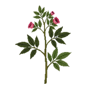Illustration of Catalina Perfume