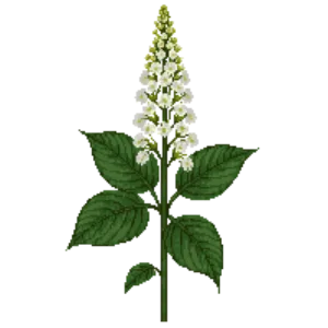 Illustration of Rodgersia