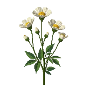 Illustration of Matilija Poppy