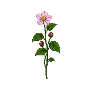 Illustration of Dog Rose