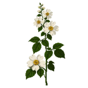 Illustration of Climbing rose 'Iceberg'