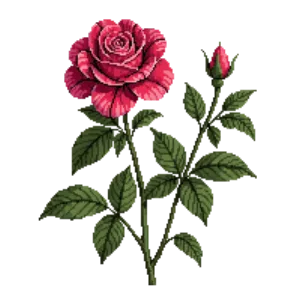 Illustration of Rose 'Double Knock Out'