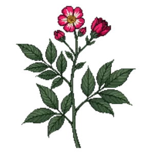 Illustration of Drift Rose
