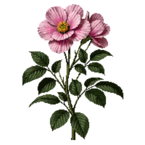 Illustration of Rose 'Gertrude Jekyll' (Climber)