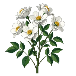 Illustration of Rose 'Iceberg'