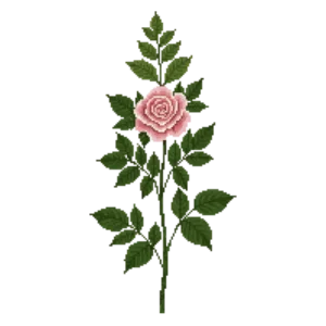 Illustration of Rose 'New Dawn' (Climber)