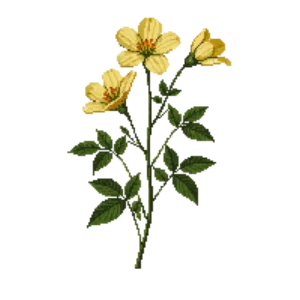 Illustration of Rose 'Tottering by Gently'