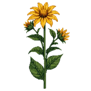 Illustration of Sweet Coneflower 'Henry Eilers'