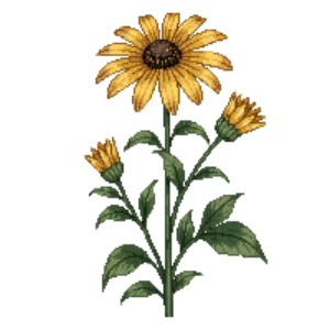 Illustration of Brown-Eyed Susan