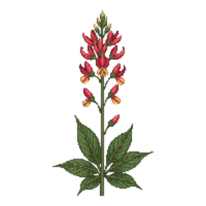 Illustration of Firecracker Plant