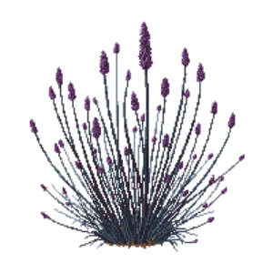 Illustration of Dwarf purple osier