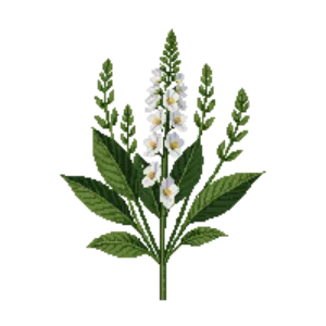 Illustration of White Sage