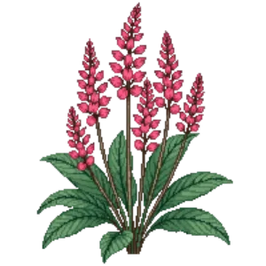 Illustration of Coral Tropical Sage