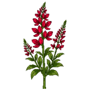 Illustration of Scarlet/Tropical Sage