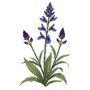 Illustration of Desert Sage