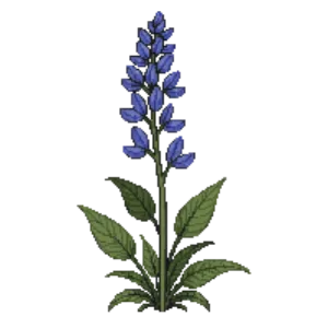 Illustration of Mealycup Sage 'Victoria Blue'