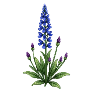 Illustration of Mealy Blue Sage