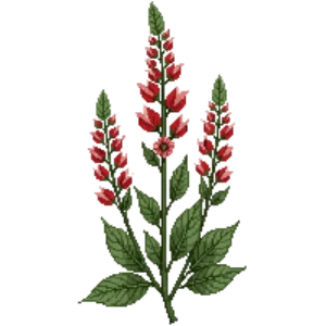 Illustration of Autumn Sage 'Hot Lips'