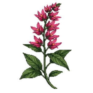 Illustration of Autumn Sage