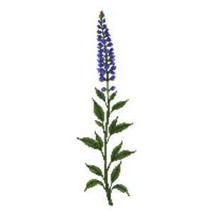 Illustration of Anise/Blue Sage