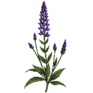 Illustration of Mexican Bush Sage