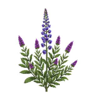 Illustration of Purple Sage