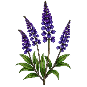 Illustration of Lyreleaf Sage