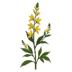 Illustration of Forsythia Sage