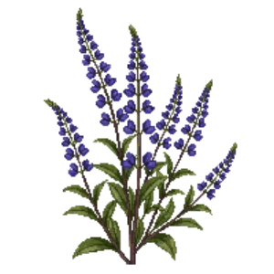 Illustration of Black Sage