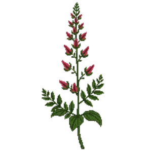 Illustration of Salvia 'Hot Lips'