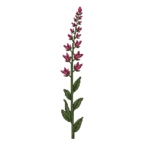 Illustration of Shrubby sage