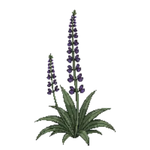 Illustration of Ornamental Sage 'Caradonna'
