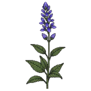 Illustration of Meadow Sage 'May Night'