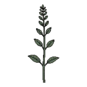 Illustration of Sage