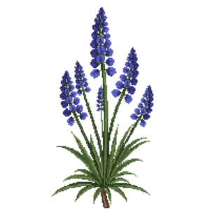 Illustration of West Texas Grass Sage