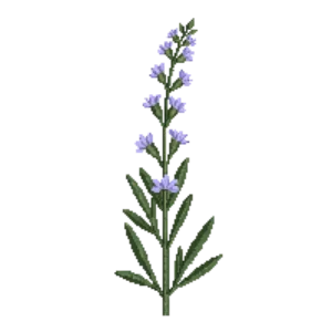 Illustration of Rosemary