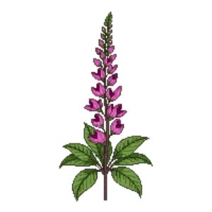 Illustration of Hummingbird Sage