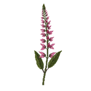 Illustration of Hummingbird Sage